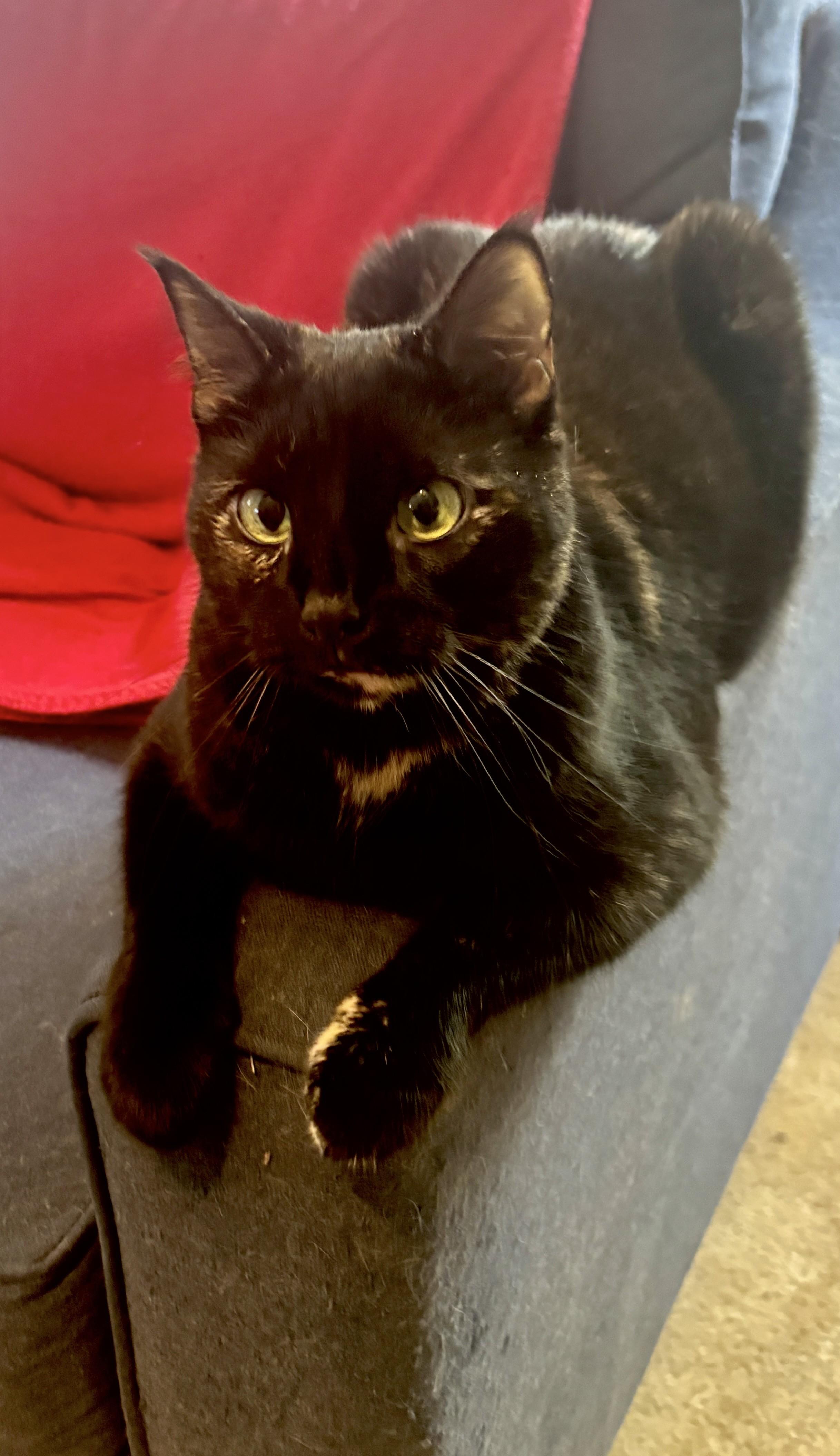 Enlarge Hayley, a ADOPTABLE Domestic Short Hair in Dover, DE image 6/6