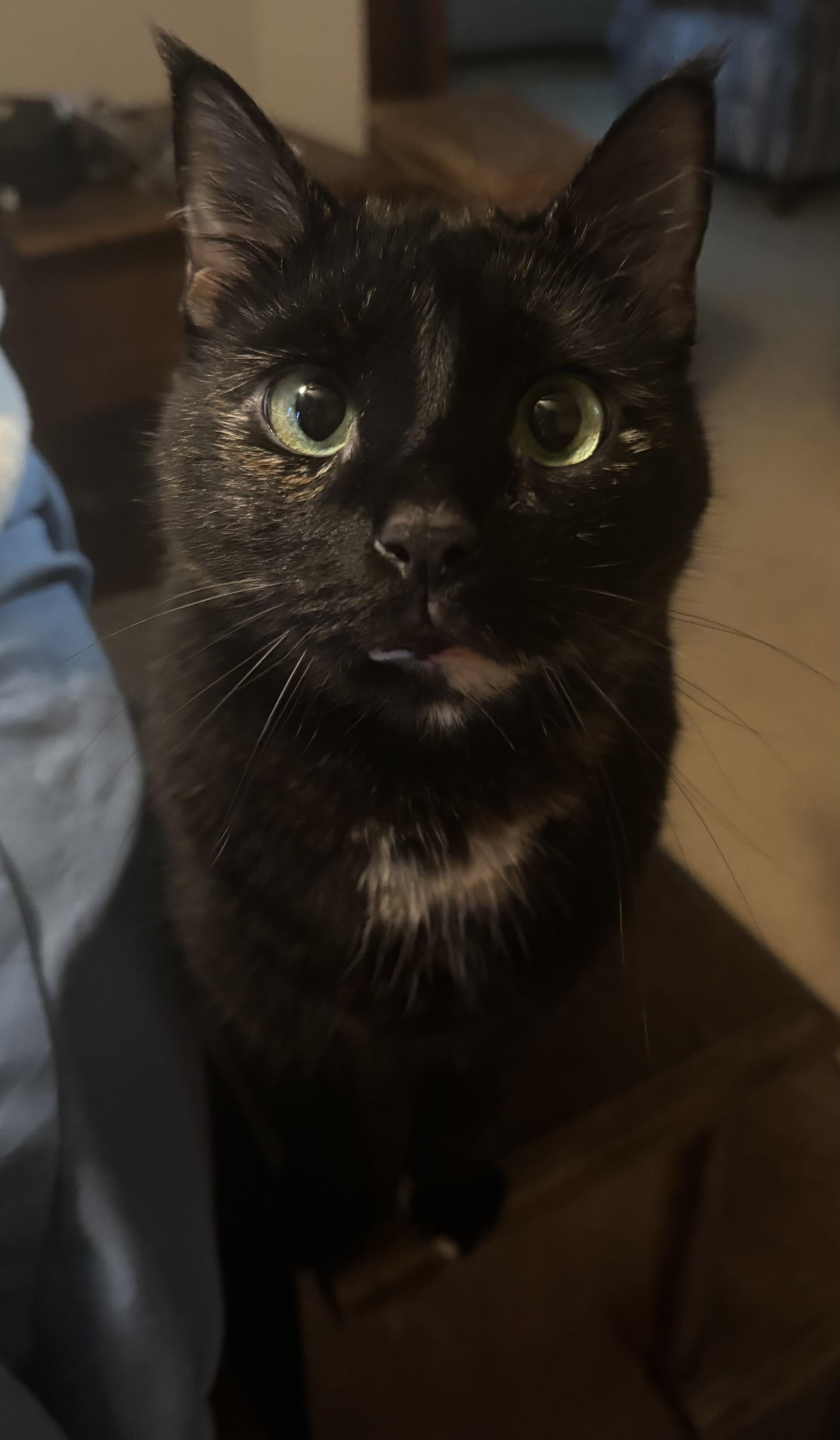 Hayley, a ADOPTABLE Domestic Short Hair in Dover, DE image 2/3