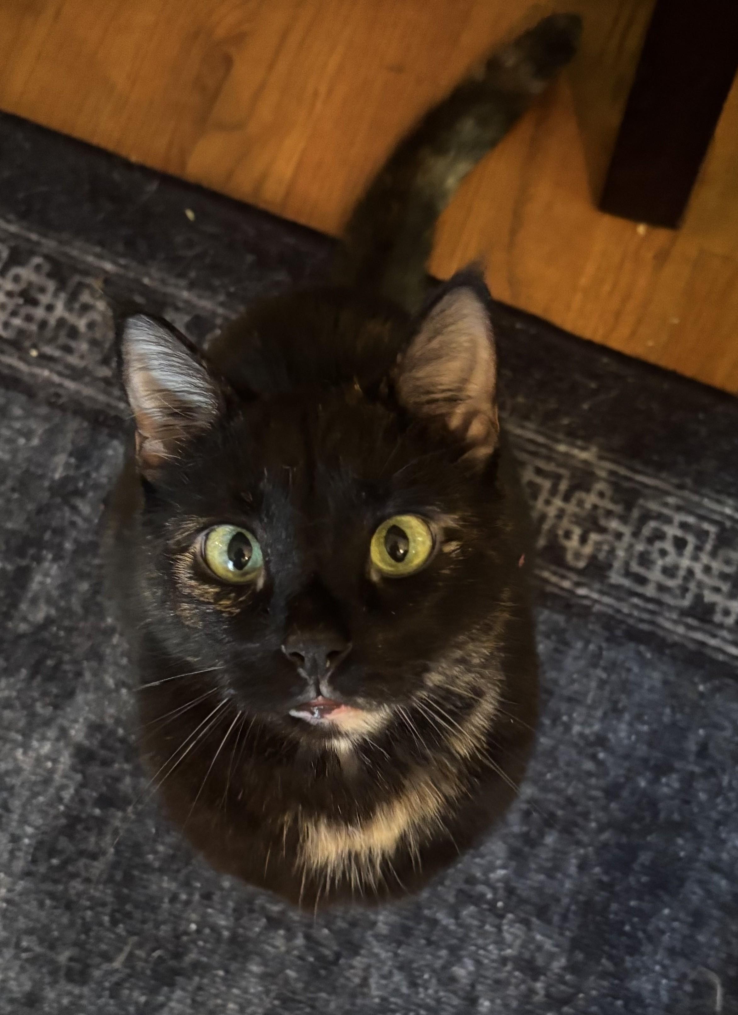 Hayley, ADOPTABLE, Adult Female Domestic Short Hair.