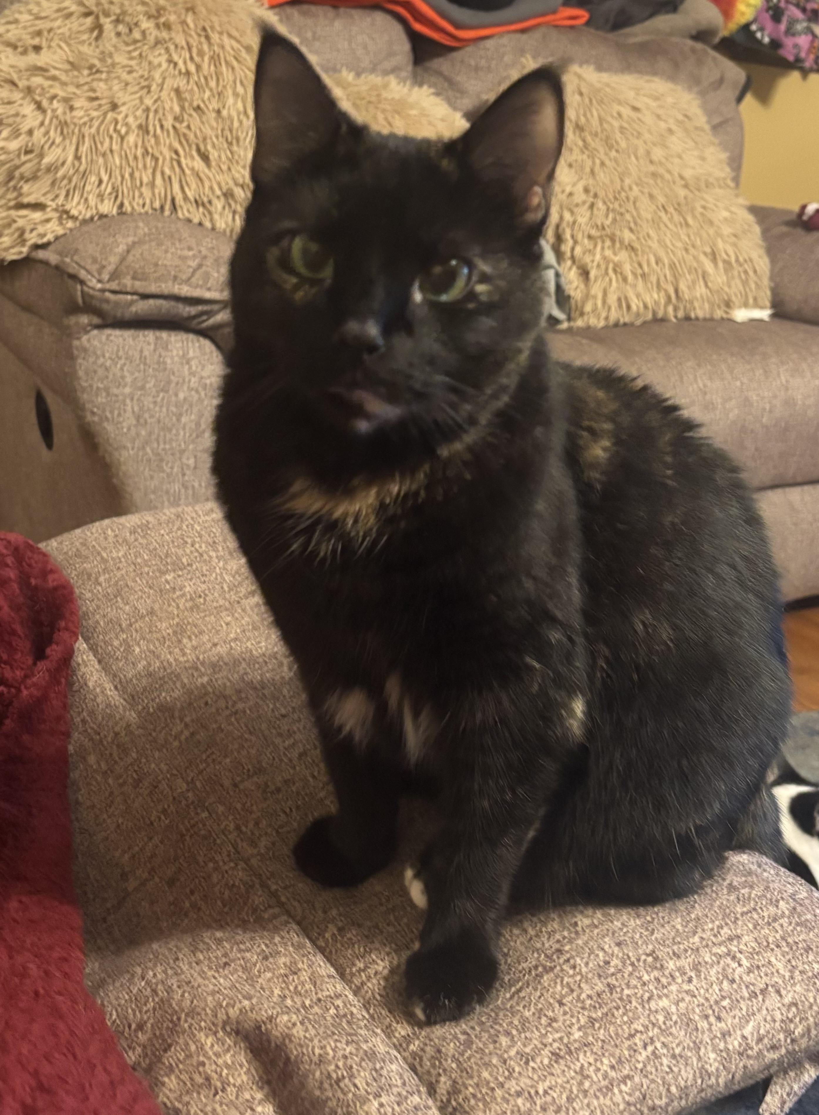 Enlarge Hayley, a ADOPTABLE Domestic Short Hair in Dover, DE image 2/6