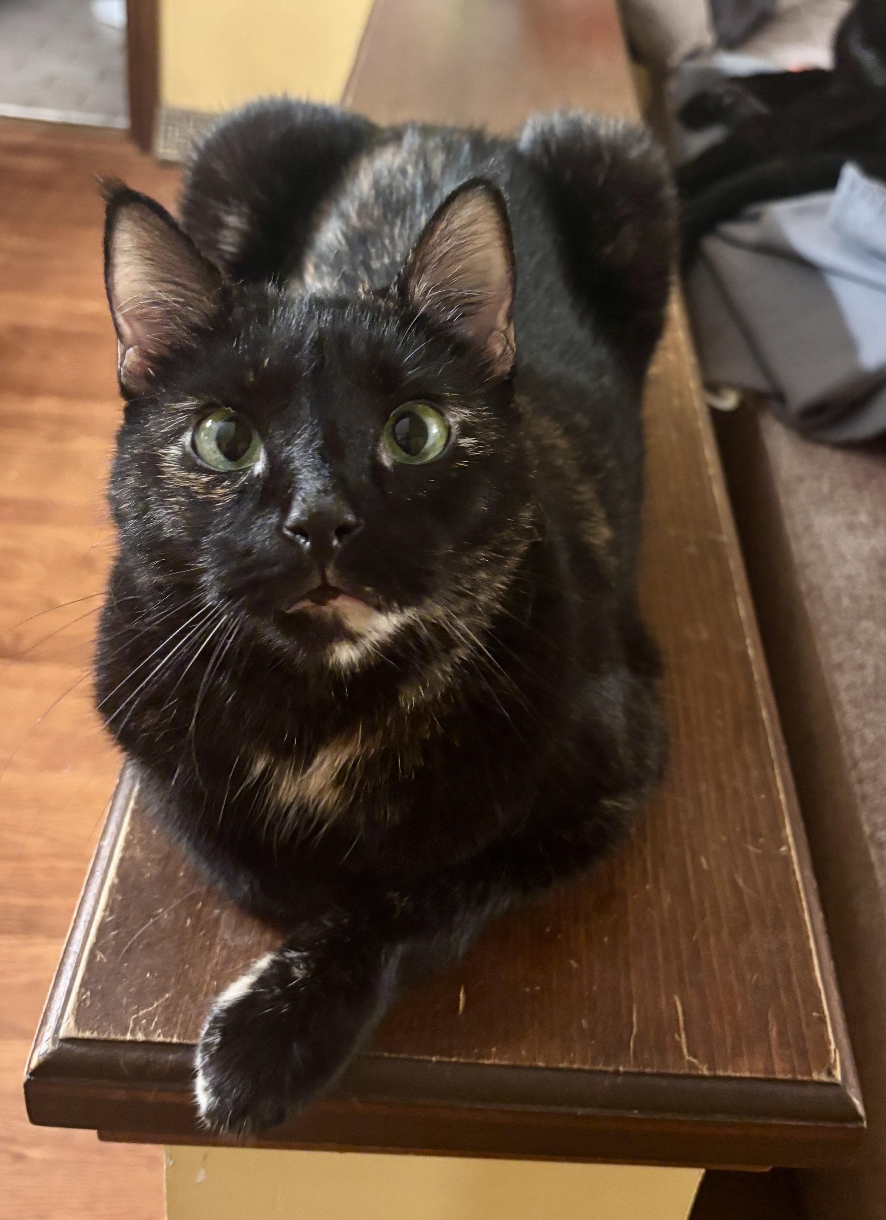 Enlarge Hayley, a ADOPTABLE Domestic Short Hair in Dover, DE image 4/6