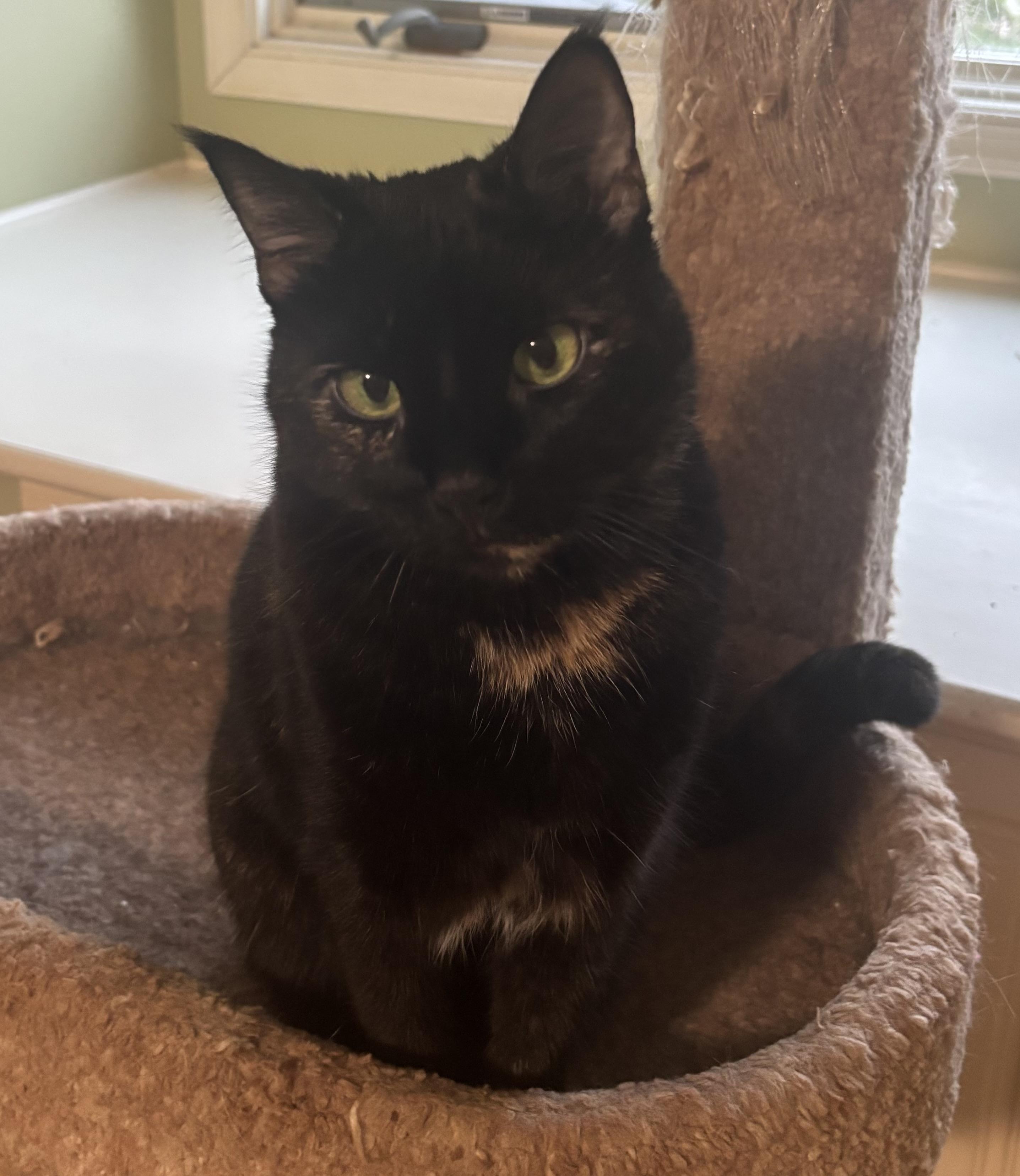 Hayley, a ADOPTABLE Domestic Short Hair in Dover, DE image 1/3
