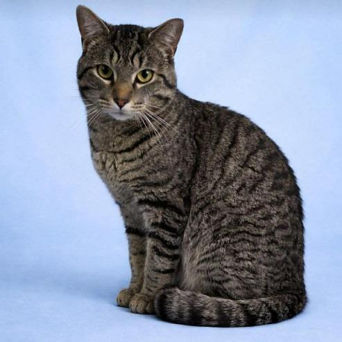 Leo (26-1288), Adoptable, Young Male Domestic Short Hair.