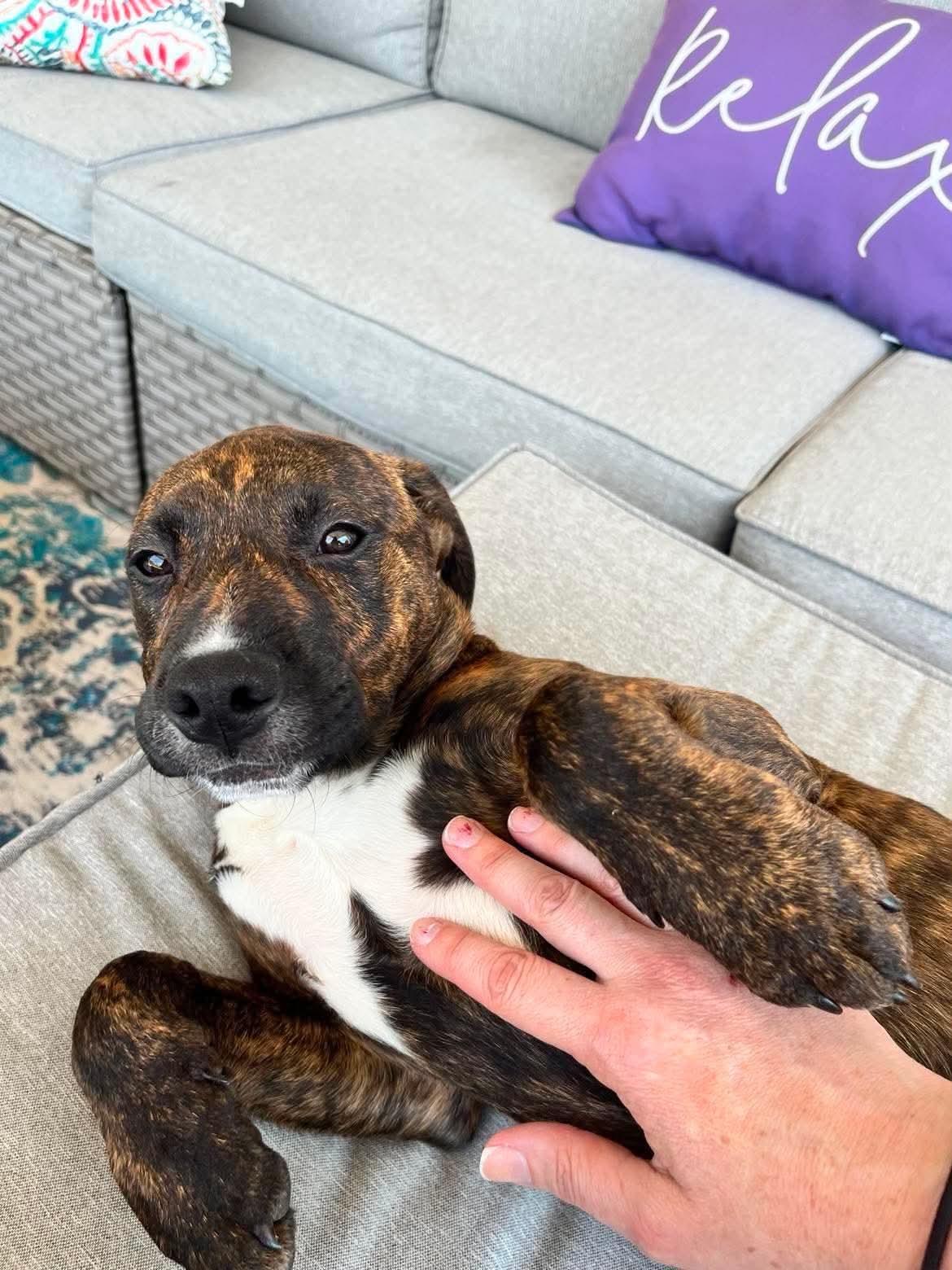 Enlarge Copper, a Adoptable mixed breed in Griswold, CT image 2/3