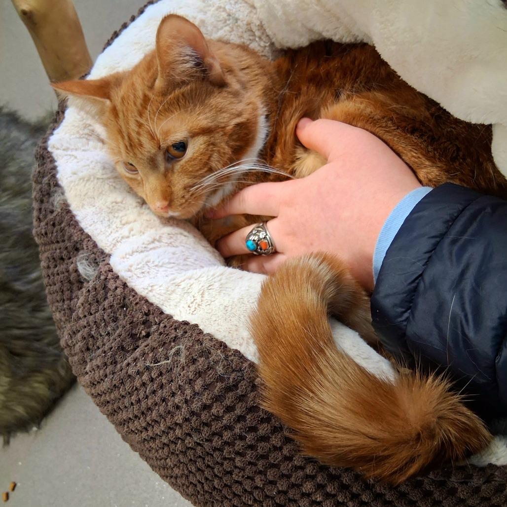 Chow Mein, Adoptable, Adult Male Domestic Short Hair.