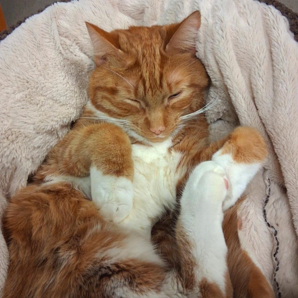 Chow Mein, a Adoptable Domestic Short Hair in Middlebury, VT image 1/3