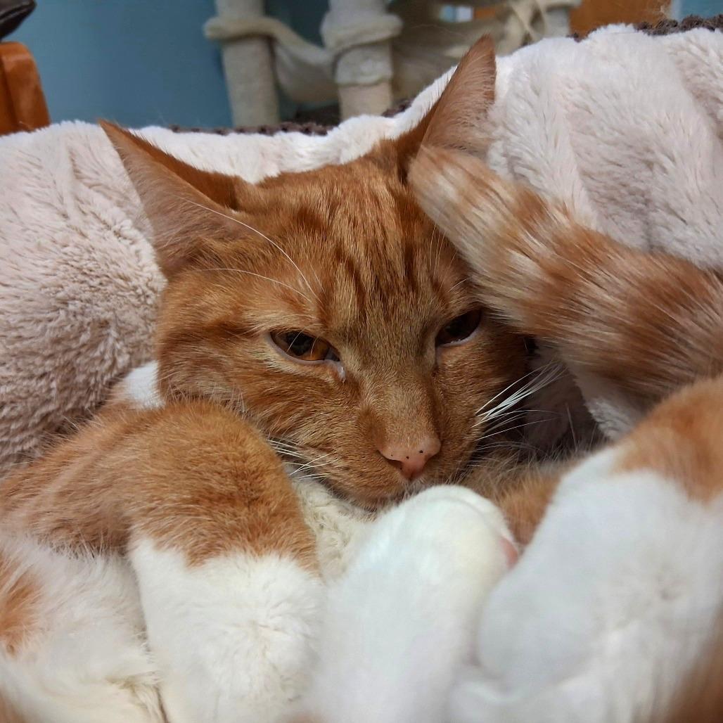 Chow Mein, a Adoptable Domestic Short Hair in Middlebury, VT image 2/3