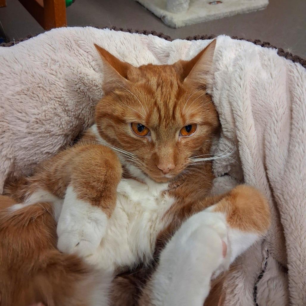 Chow Mein, a Adoptable Domestic Short Hair in Middlebury, VT image 3/3