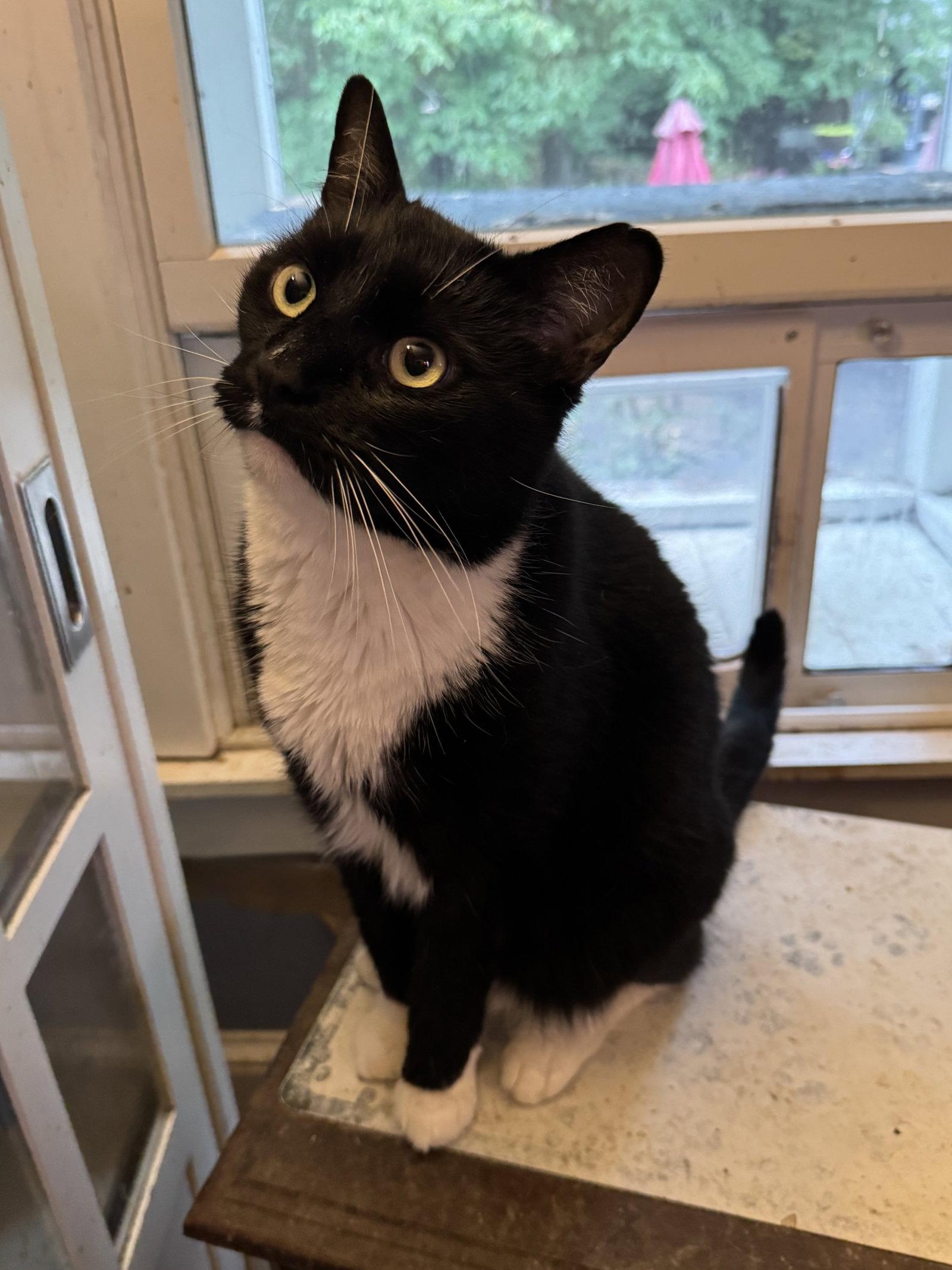 Enlarge Webster 3264, a Adoptable mixed breed in Locust Grove, VA image 1/1