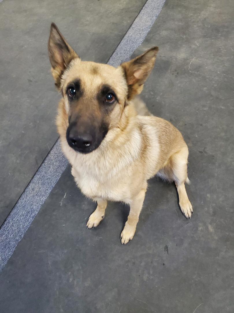 Enlarge Macho, a Adoptable mixed breed in Bend, OR image 2/4