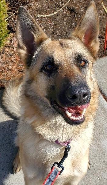 Macho, an adoptable German Shepherd Dog in Bend, OR, 97703 | Photo Image 1
