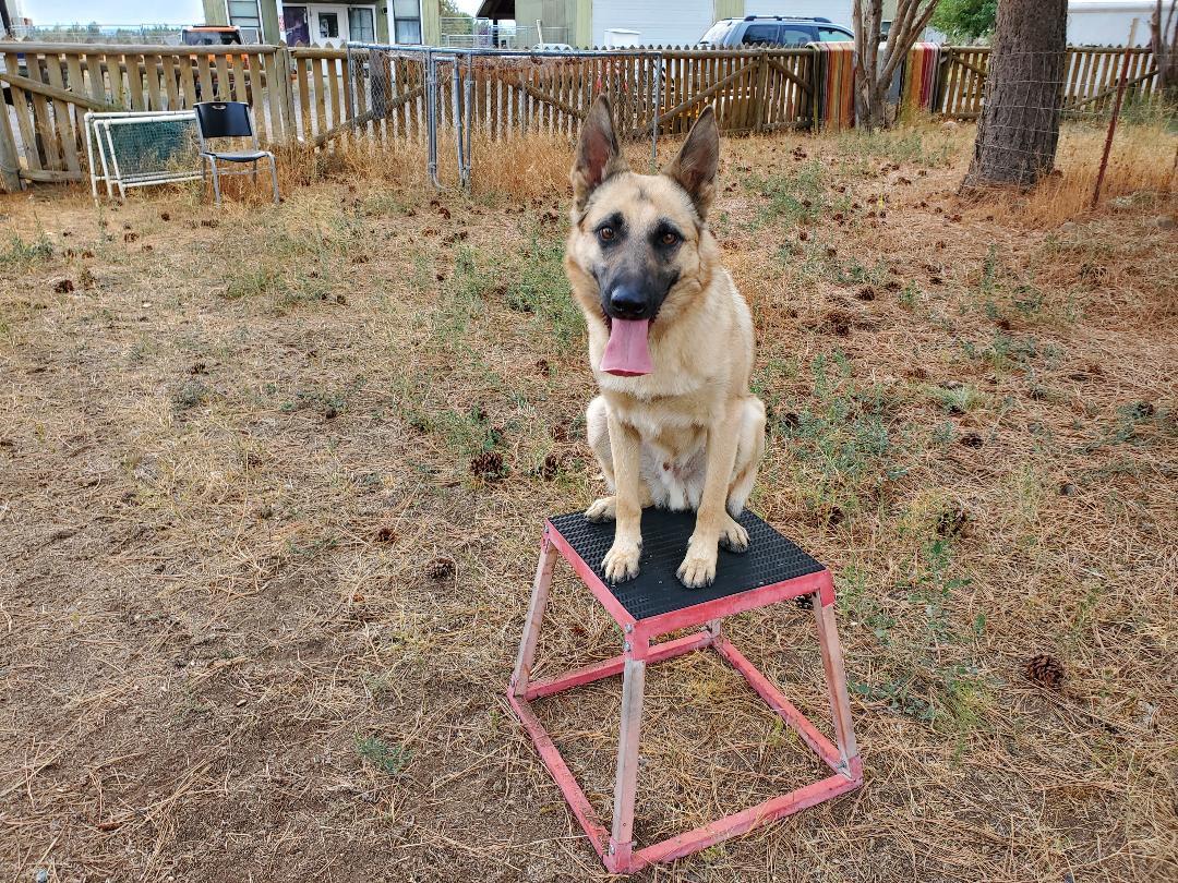 Macho, an adoptable German Shepherd Dog in Bend, OR, 97703 | Photo Image 3