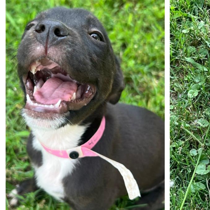 Uranus, Adoptable, Young Female Mixed Breed.