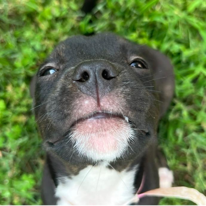 Enlarge Uranus, a Adoptable Mixed Breed in Memphis, TN image 2/6