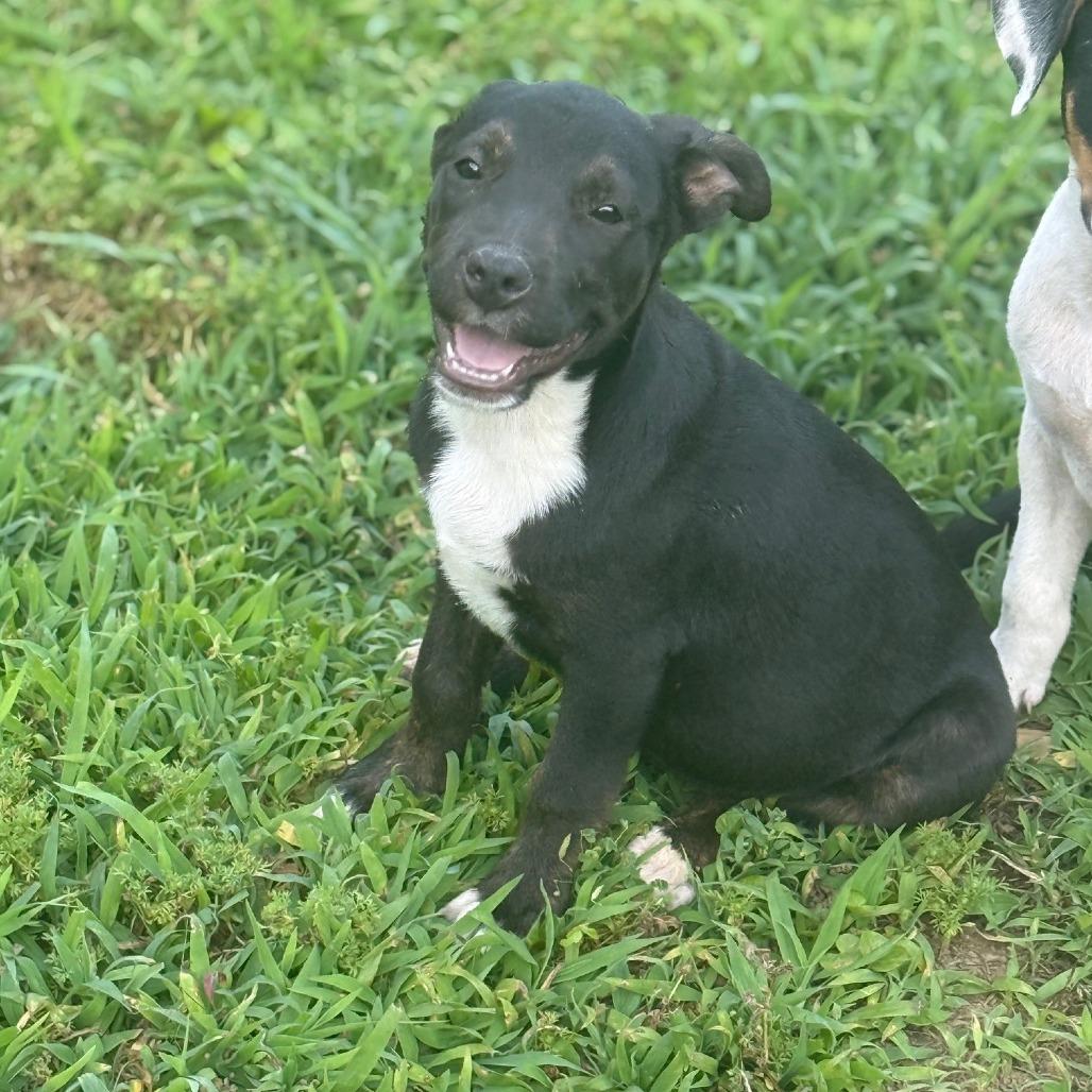 Enlarge Uranus, a Adoptable Mixed Breed in Memphis, TN image 3/6