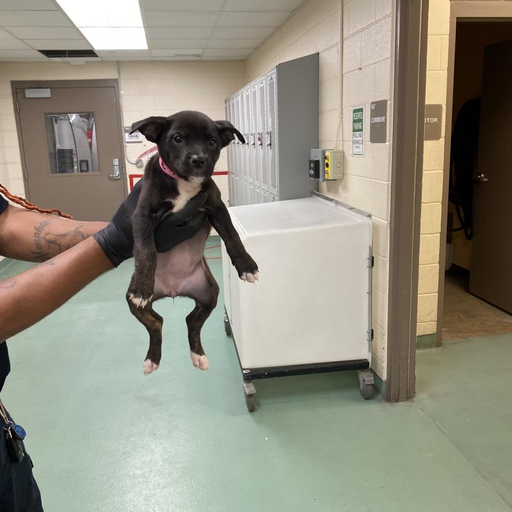 Enlarge Uranus, a Adoptable Mixed Breed in Memphis, TN image 5/6