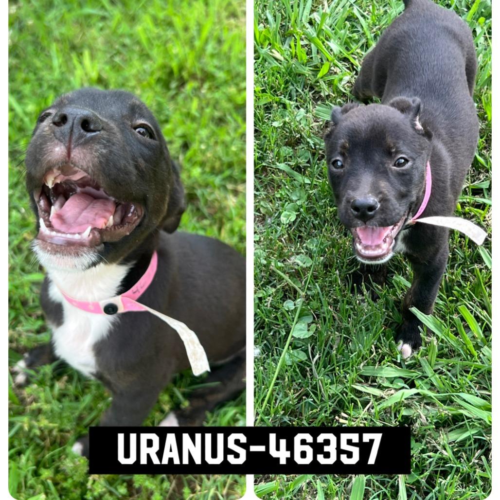 Enlarge Uranus, a Adoptable Mixed Breed in Memphis, TN image 6/6