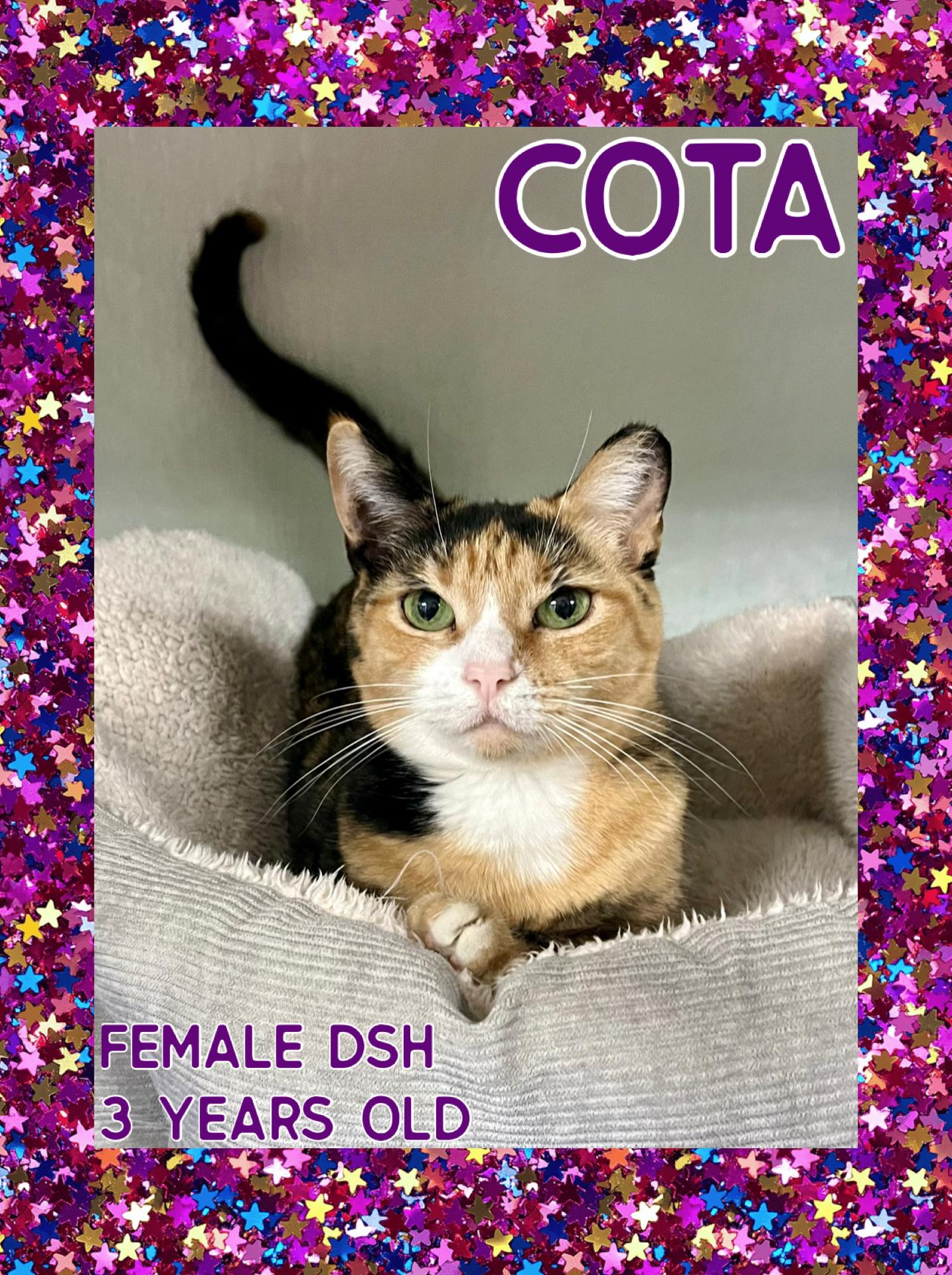 Cota, ADOPTABLE, Adult Female Domestic Short Hair.