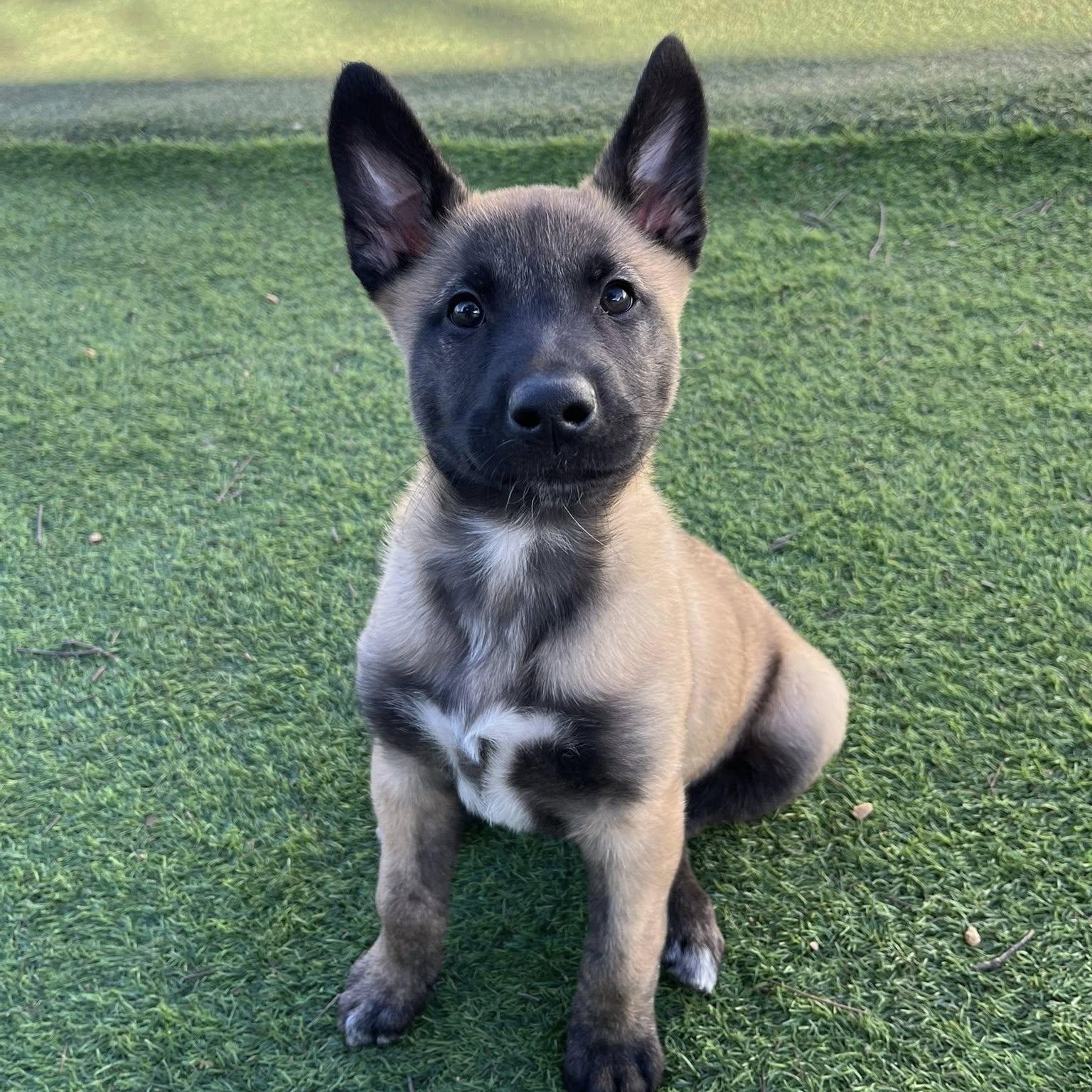 Smith, ADOPTABLE, Puppy Male Husky & Shepherd.