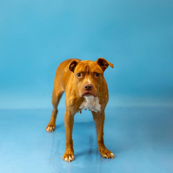 In Foster (c) - Marley Hw+, Adoptable, Adult Female Pit Bull Terrier.