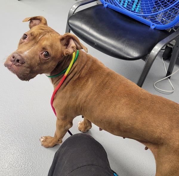 Enlarge In Foster (c) -  Marley Hw+, a Adoptable mixed breed in Lawrenceville, GA image 2/2