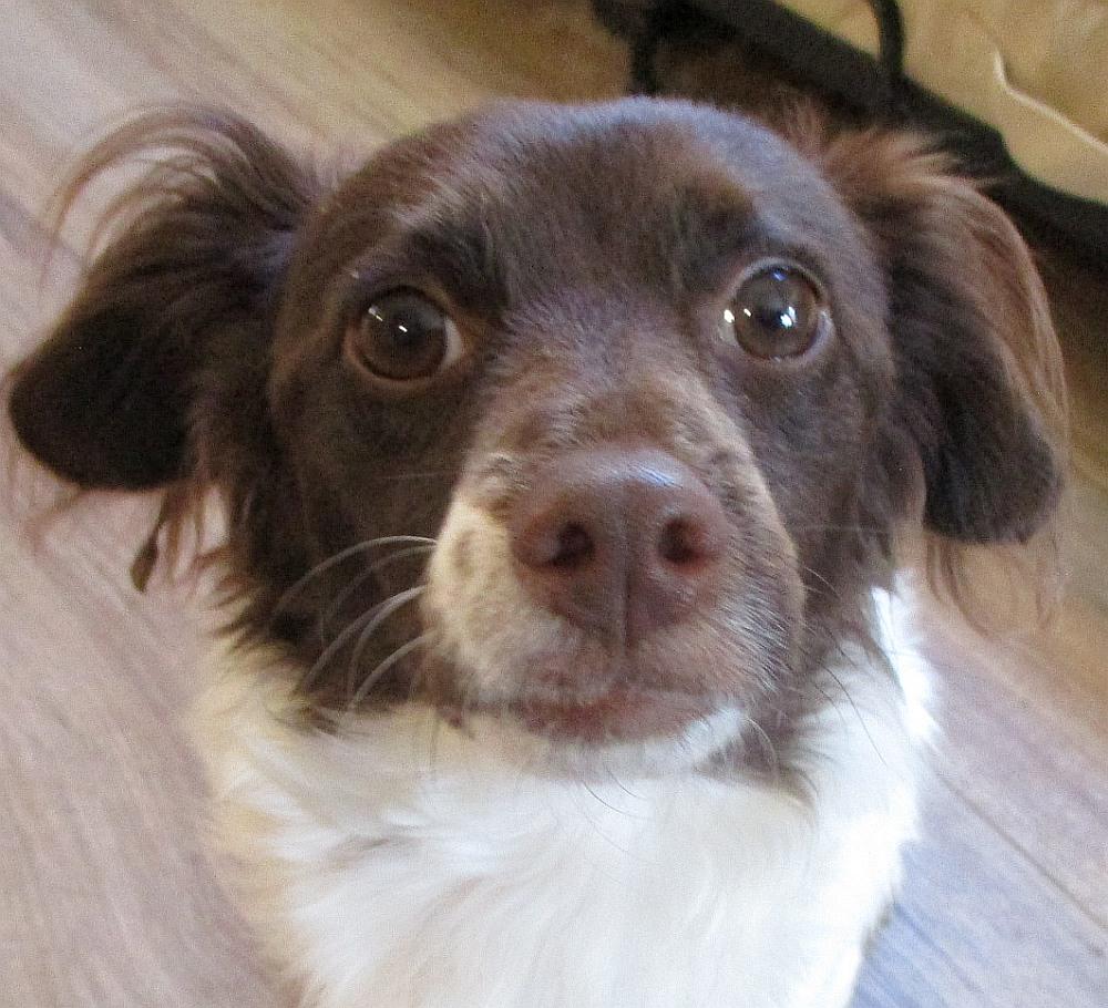 Biscuit, ADOPTABLE, Adult Male Papillon & Dachshund.