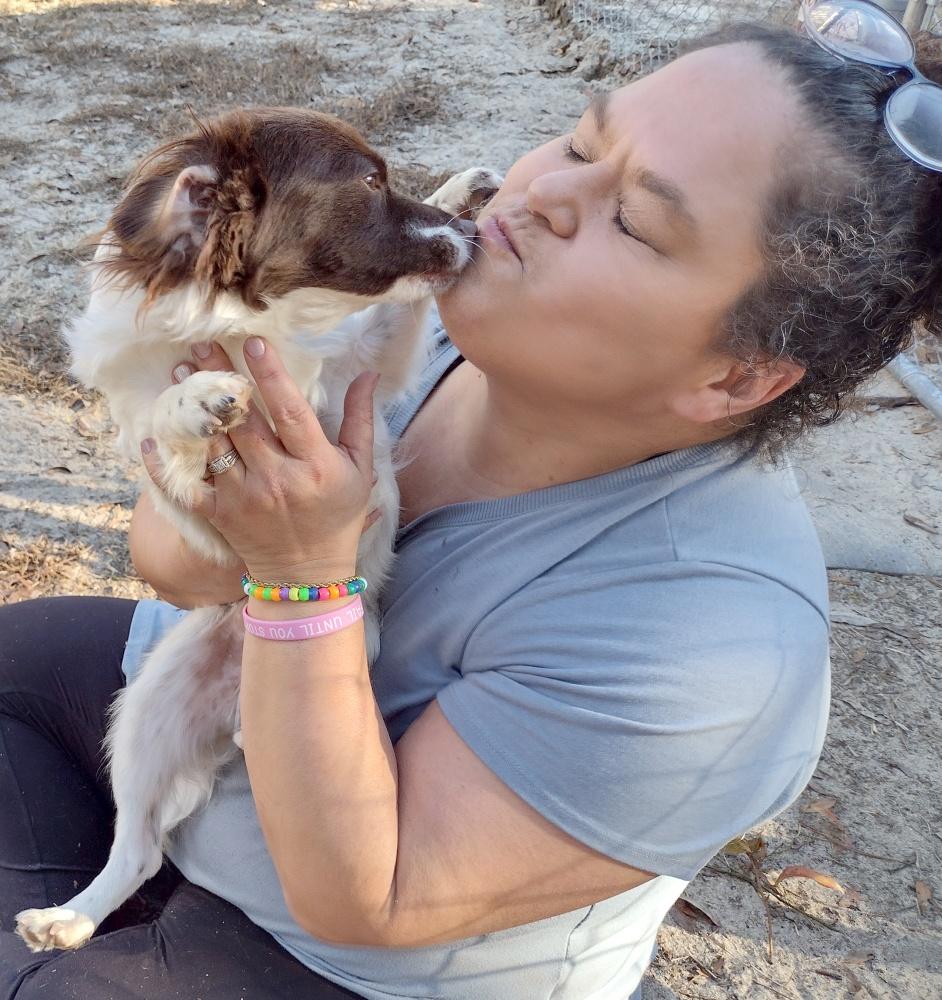 Enlarge Biscuit, a ADOPTABLE mixed breed in Camden, SC image 2/6