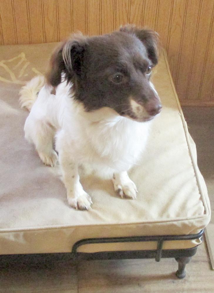 Enlarge Biscuit, a ADOPTABLE mixed breed in Camden, SC image 3/6