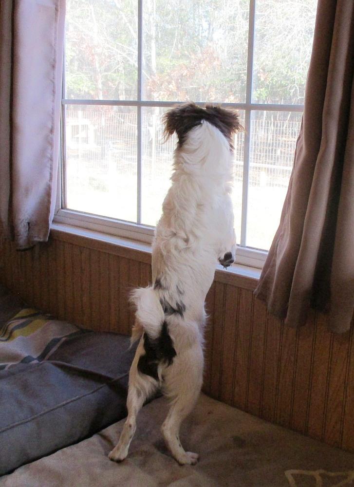 Enlarge Biscuit, a ADOPTABLE mixed breed in Camden, SC image 4/6