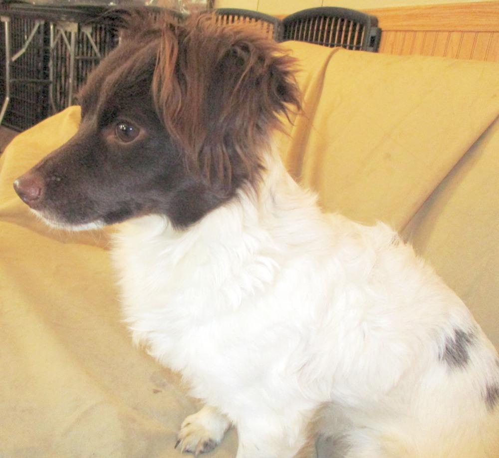 Enlarge Biscuit, a ADOPTABLE mixed breed in Camden, SC image 5/6