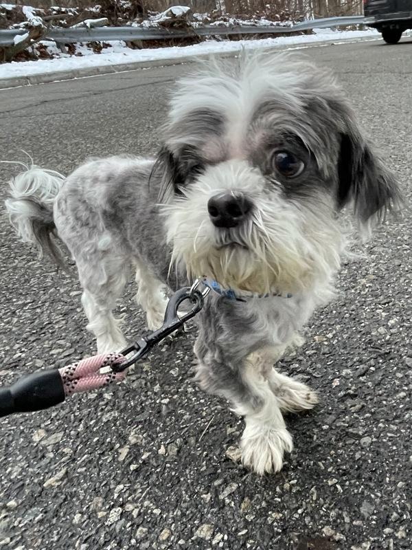 Lalo, Adoptable, Senior Male Shih Tzu.