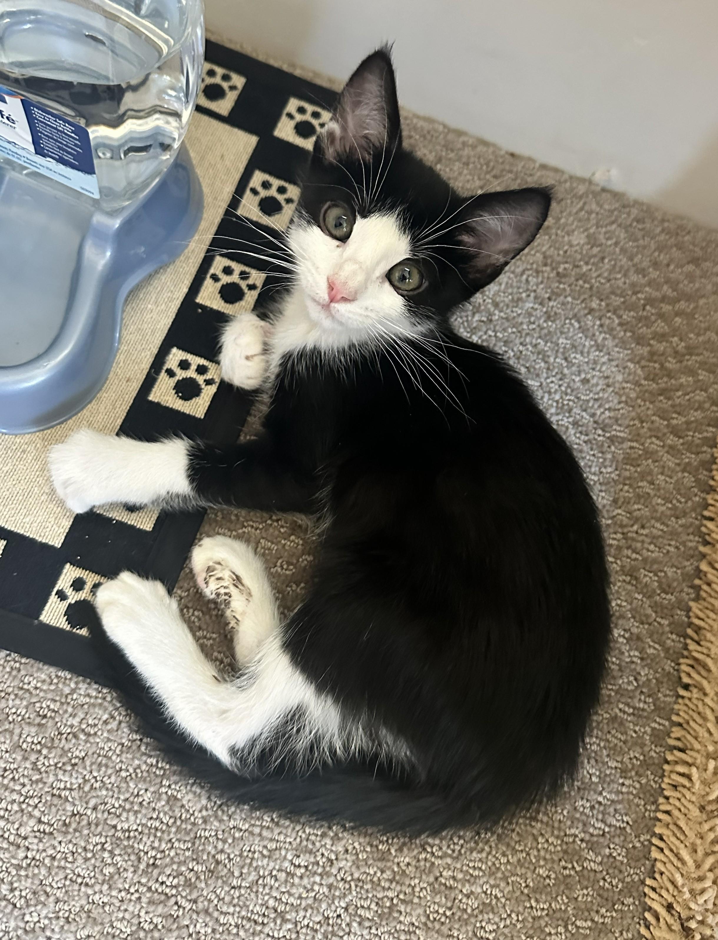 Checkers - Tuxedo Charm and Endless Purrs, ADOPTABLE, Kitten Male Tuxedo.
