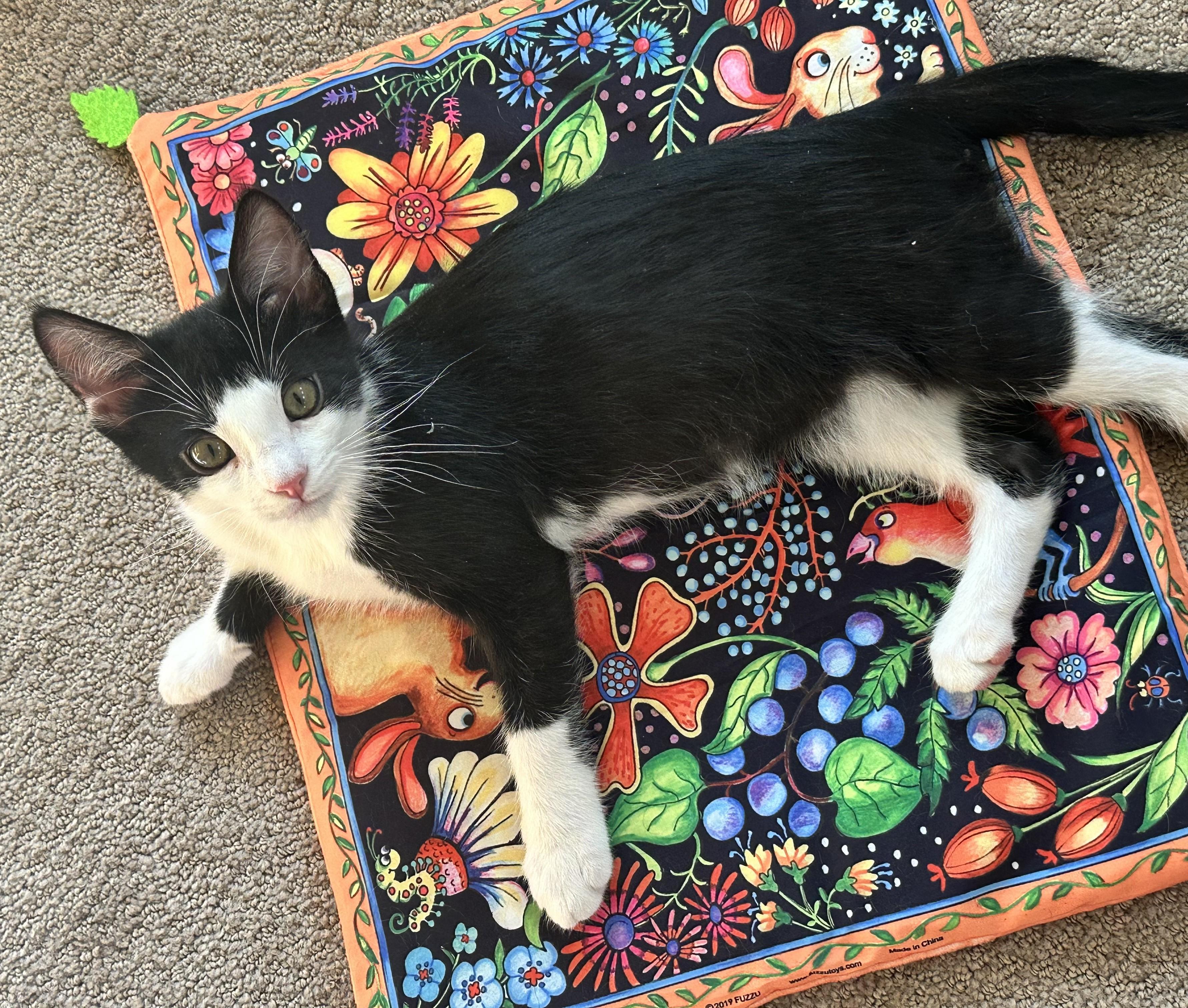 Enlarge Checkers - Tuxedo Charm and Endless Purrs, a ADOPTABLE Tuxedo in Prescott, AZ image 2/2
