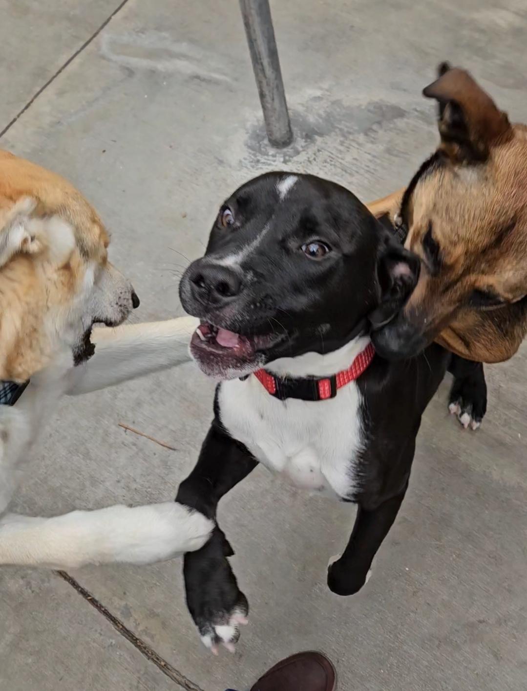 Luca playing with Freckles, Honey and friends!