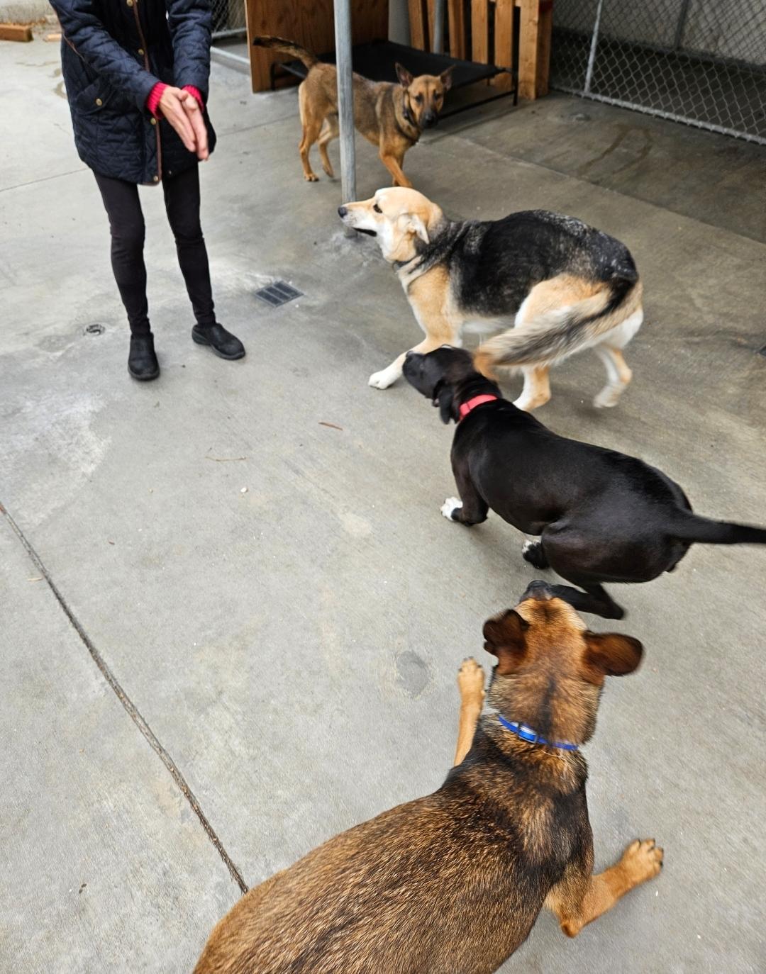 Luca playing with Freckles, Honey and friends!