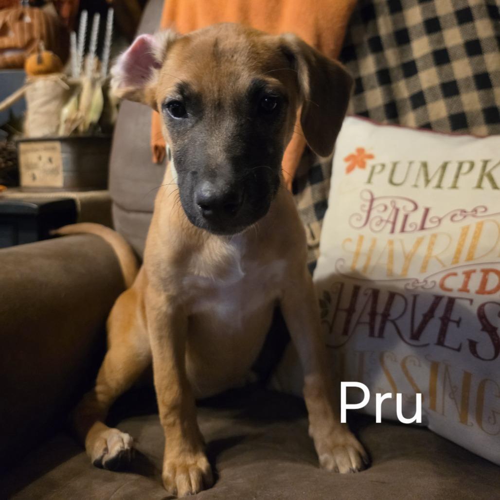 Enlarge Pru #5, a Adopted mixed breed in Bartlett, TN image 1/1