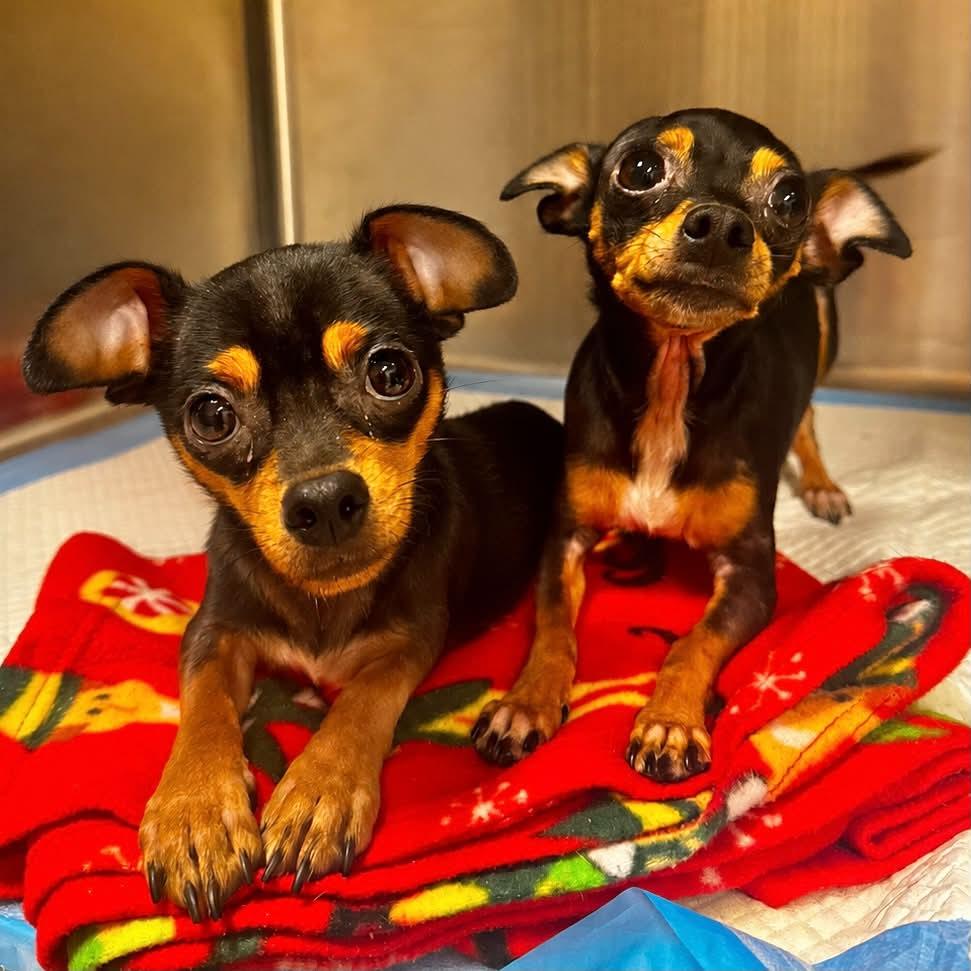 Enlarge Bella & Albert, a Adopted Chihuahua in Boulder, CO image 2/3