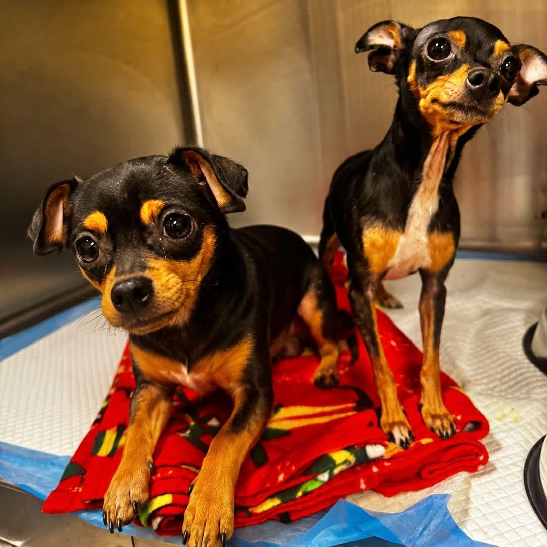 Enlarge Bella & Albert, a Adopted Chihuahua in Boulder, CO image 3/3