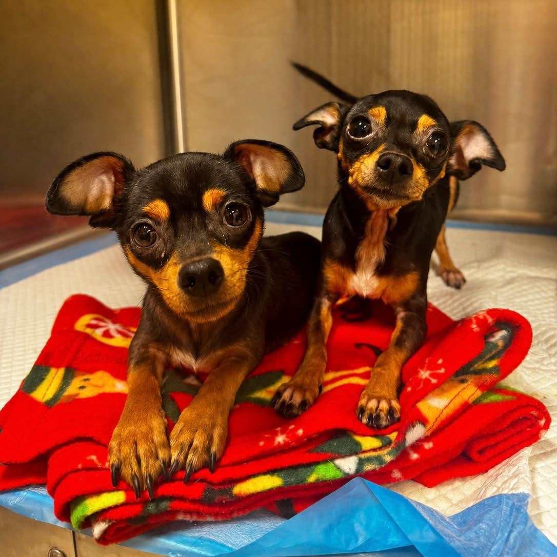 Bella & Albert, Adopted, Young Male Chihuahua.