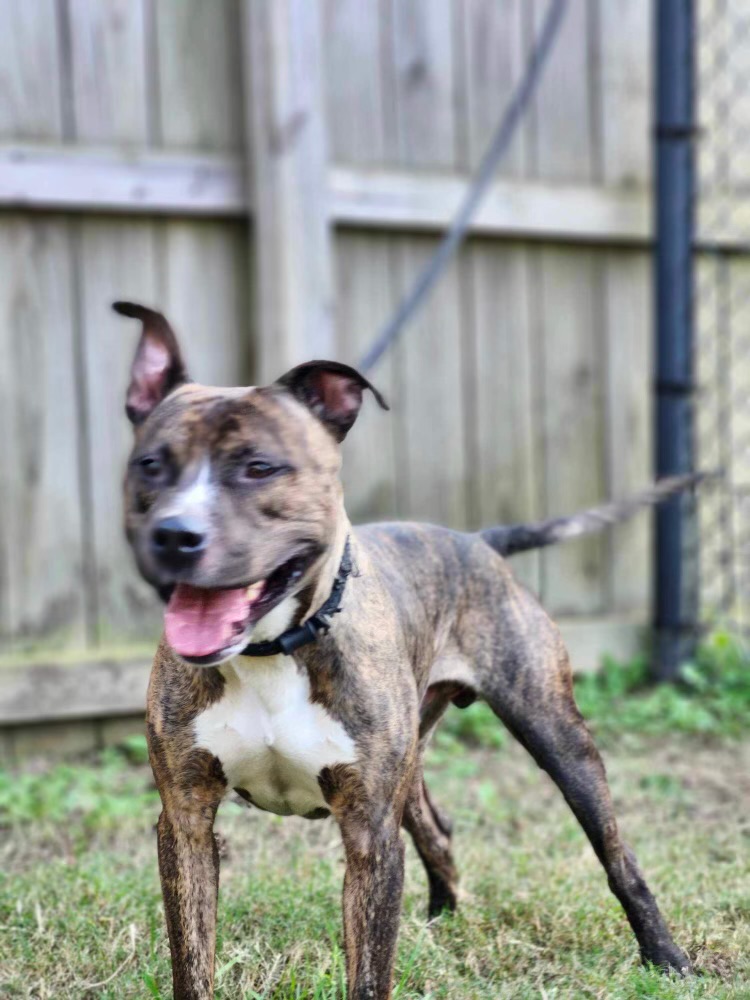 Ozzy, a Adoptable mixed breed in Charlotte, NC image 4/5