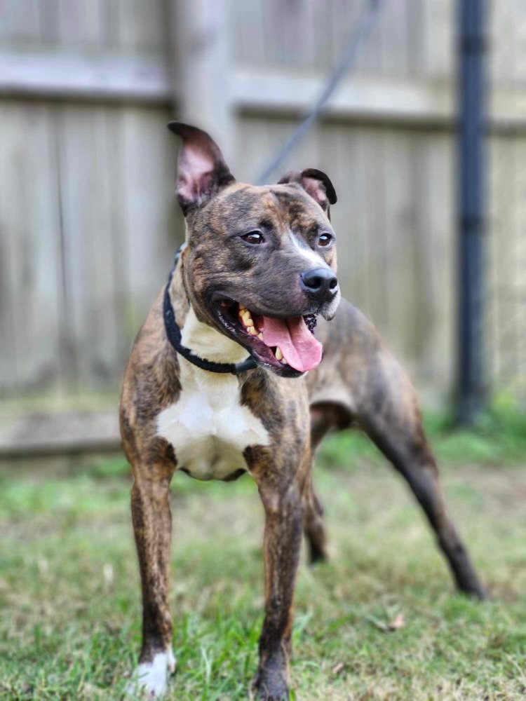 Ozzy, a Adoptable mixed breed in Charlotte, NC image 2/5