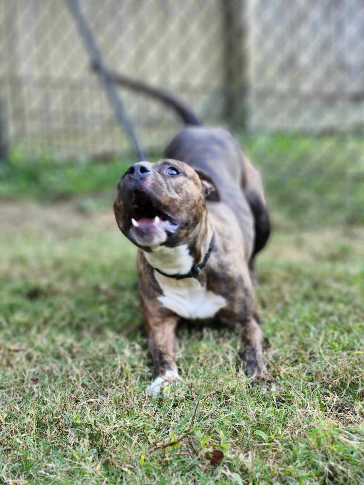 Ozzy, a Adoptable mixed breed in Charlotte, NC image 3/5