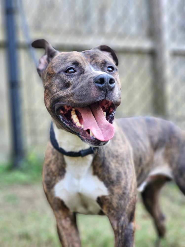 Ozzy, a Adoptable mixed breed in Charlotte, NC image 1/5