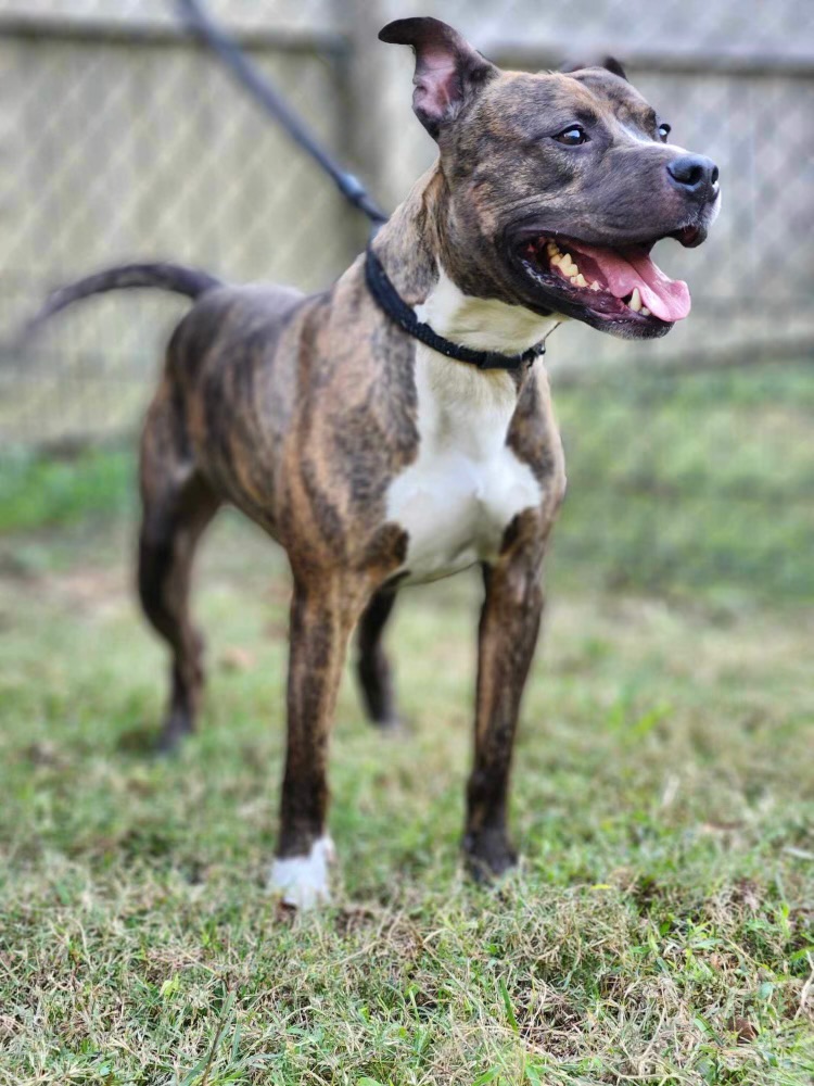 Ozzy, a Adoptable mixed breed in Charlotte, NC image 5/5
