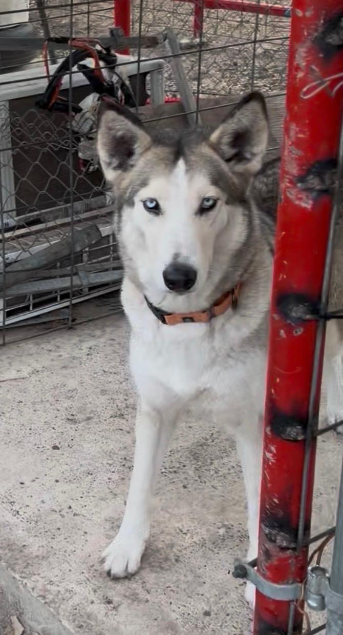 Stormy, a Adoptable Siberian Husky in Rochesrer, NY image 2/2
