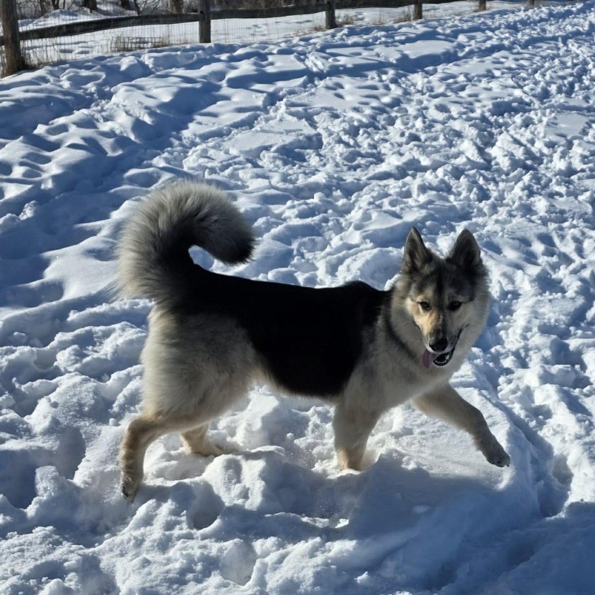 Dakota , a Adoptable mixed breed in Archbold , OH image 4/5