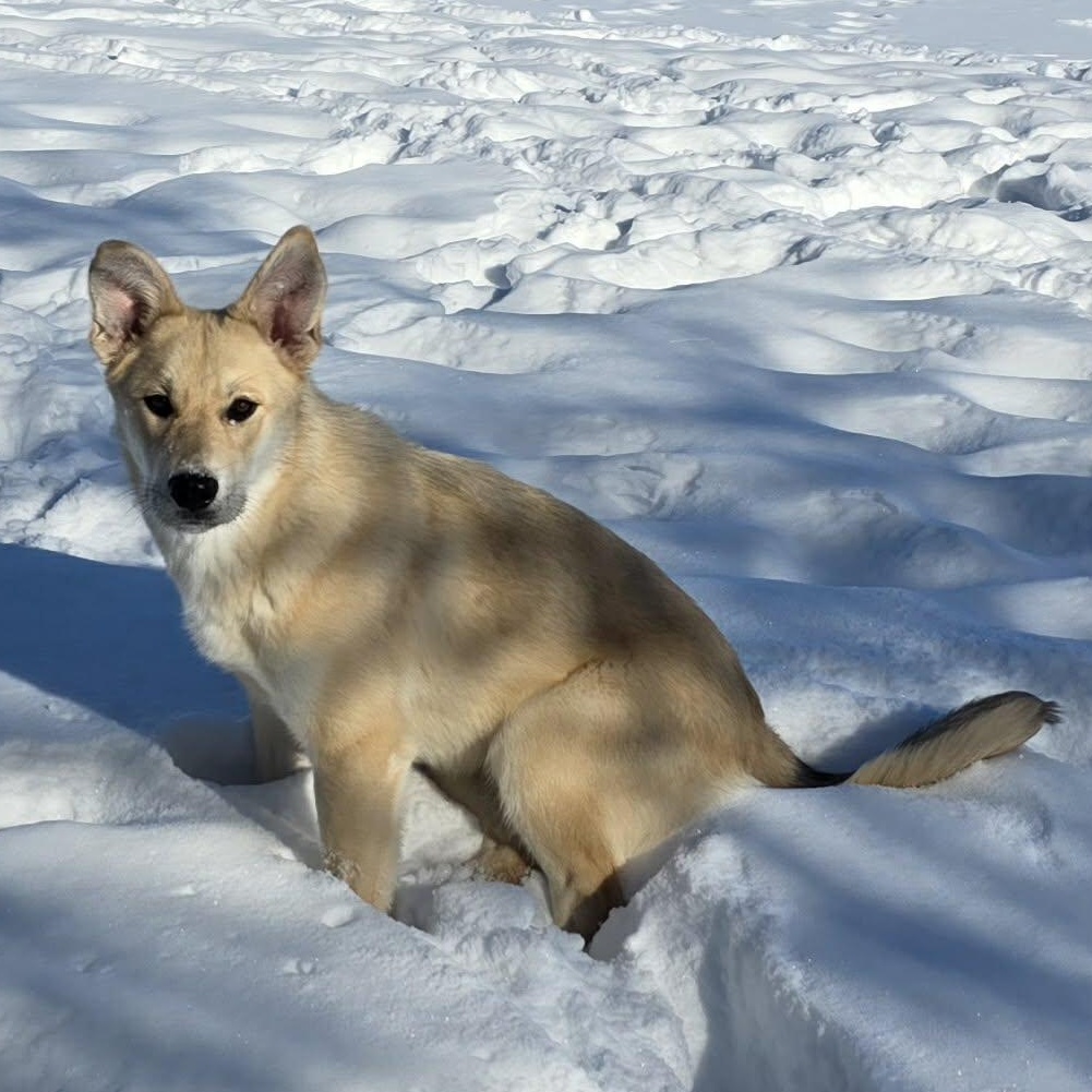 Dakota , a Adoptable mixed breed in Archbold , OH image 3/5