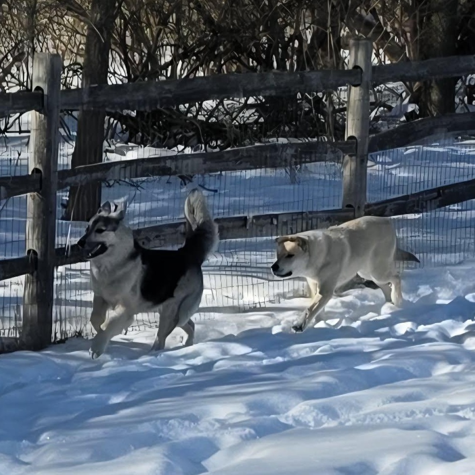 Dakota , a Adoptable mixed breed in Archbold , OH image 5/5