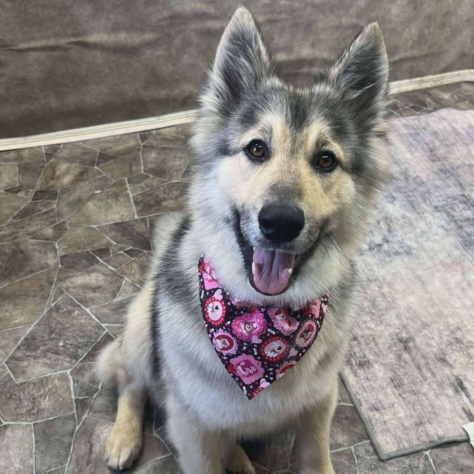 Dakota , a Adoptable mixed breed in Archbold , OH image 1/5