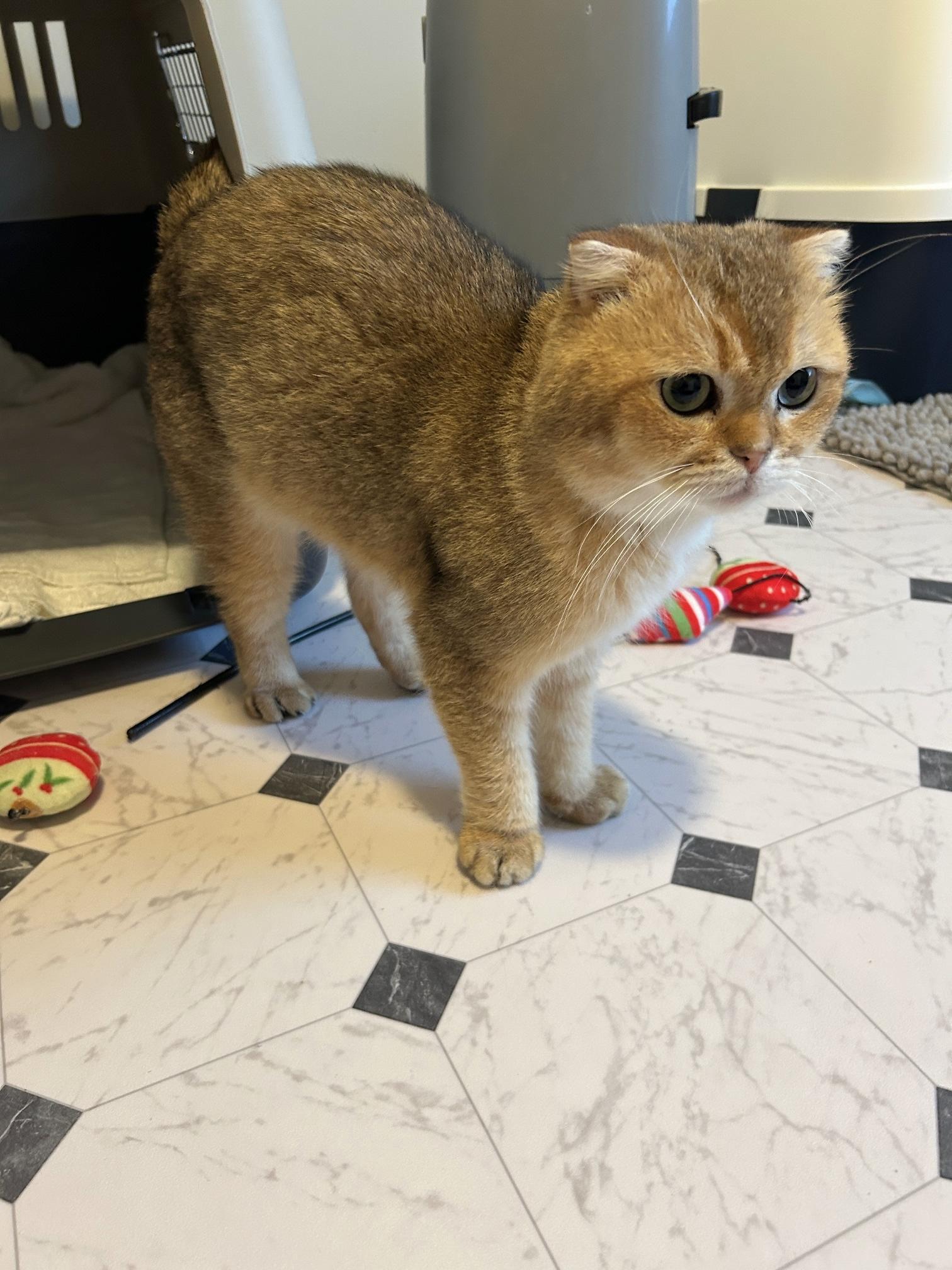 Boris, a Adopted mixed breed in Lancaster, PA image 3/4